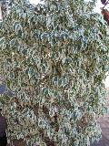 Variegated Weeping Fig / Ficus benjamina 
